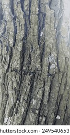 Tree bark texture, bark texture structure. Vector.