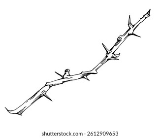 Tree, berry or bush branch twig with spikes thorns, no leaves hand drawn in vector ink, early spring, late autumn or winter, brown bark, buds. Botanical isolated illustration. Wedding, florist shop.
