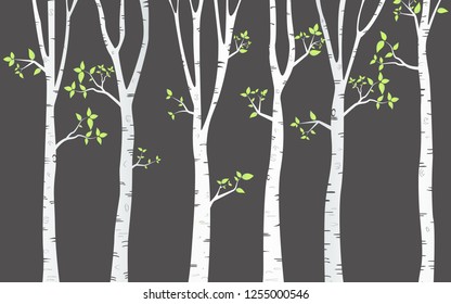 Tree Birch Background