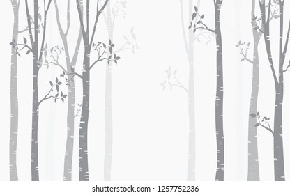 Tree Birch Background