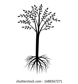 árbol negro con raíz y corona en fondo blanco