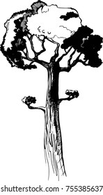 tree black line on a white background   