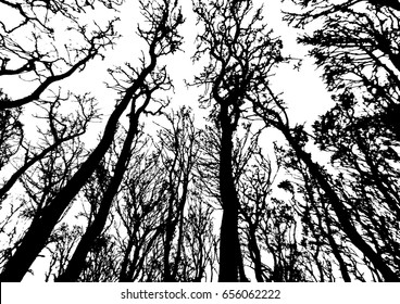 Tree black silhouette on white background. A dry tree with withered leaves. Vector realistic icon.