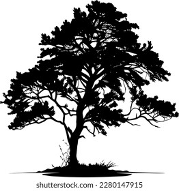 Tree black silhouette. Realistic tree silhouette isolated element. Black shadow shape isolated on white transparent background. Plotter laser cutting file. Vector Illustration.