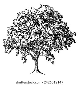 tree, black and white vector illustration of broad-leaved deciduous tree isolated on white background