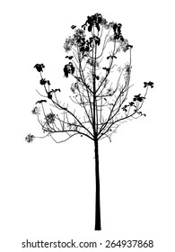 Tree blossom silhouette : vector
