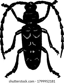 Tree borer beetles feed on trees and one of the destructive pests of ornamental trees, vintage line drawing or engraving illustration.