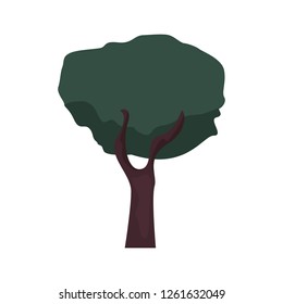 tree botanical natural on white background