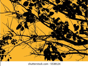 tree branch