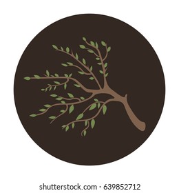 tree branch
