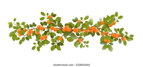 Tree branch apricot with ripe fruits. Garden plant with edible harvest. Branch with foliage and leaves. Isolated on white background. Vector.