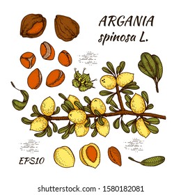 Tree branch argans with fruits, nuts argans in the skin, flower argans. Illustration is drawn by hand in the style of graphics, for use in packaging design or printing design. 