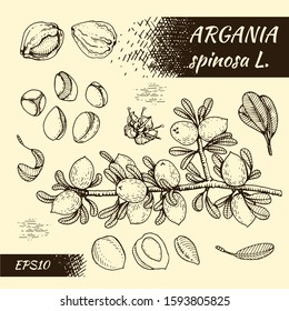 Tree branch argans with fruits, nuts argans in the skin, flower argans. Dark line drawing on light background. Illustration is drawn by hand in the style of graphics