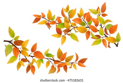 Tree branch with autumn leaves green, red and yellow. Vector set detailed element.