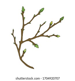 tree branch with buds. eps10 vector stock illustration. hand drawing.