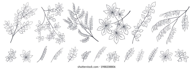 Tree branch collection, outline floral sketch on white background. Minimalist style. Isolated vector element for organic products package design, illustration of nature, botany, forest, coloring book