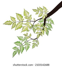 Tree branch with decorative green summer leaves illustration.