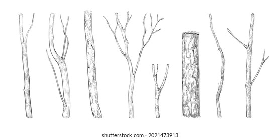 Tree branch engraving. Hand drawn forest twigs. Dry wood log and lumber rustic graphic templates. Natural winter or spring elements set. Vector black and white drawing plant trunks