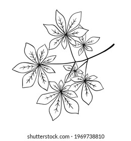 Tree branch with fan leaves like horse chestnut or buckeye, outline hand drawn sketch on white background. Minimalist style. Vector twig illustration, floral element, eco package design, coloring book