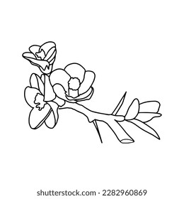 Tree branch with flower drawings. Hand Drawn Botanical Illustrations line art. Vector
