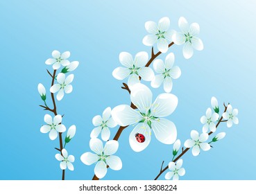 Tree branch with flower and ladybird