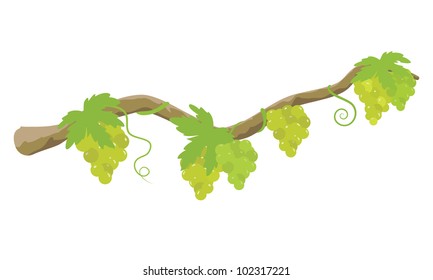 Tree branch and grape bunches isolated on white background. Vector illustration