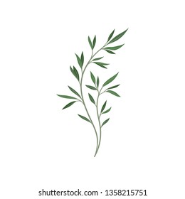 Tree branch with green foliage on white background.