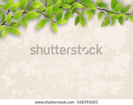 Tree branch with green foliage on old plastered wall background.