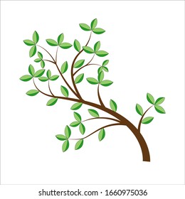 Tree branch with green leaves. Detailed vector plant, isolated on white background.