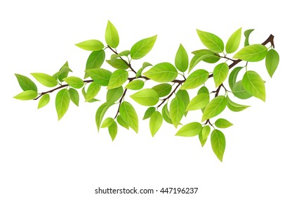 Tree branch with green leaves. Detailed vector plant, isolated on white background. - Shutterstock ID 447196237