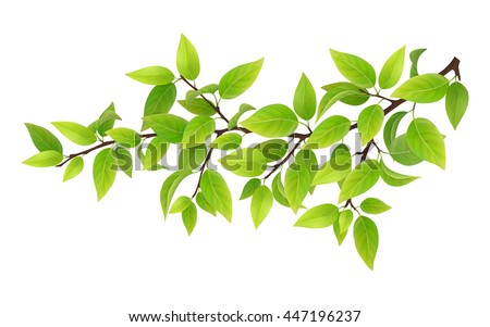 Tree branch with green leaves. Detailed vector plant, isolated on white background.