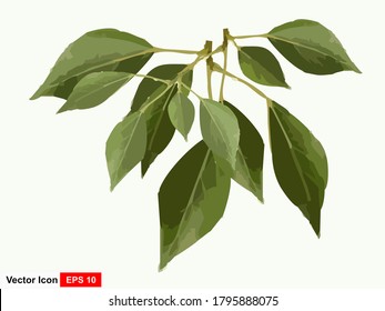 Tree branch with green leaves isolated on white background.