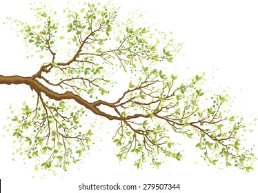 Tree branch with green leaves isolated on white background