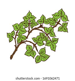 Tree branch with green leaves over white background. Vector graphics. Artwork design element.