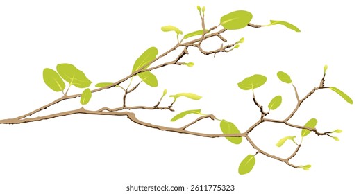 Tree branch with green leaves in spring season isolated on white background graphic illustration.