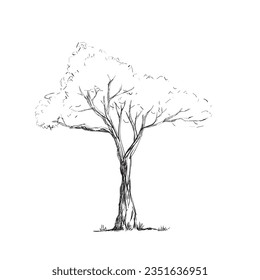 Tree branch hand drawn doodle with sketch outline style isolated on white background vector illustration.