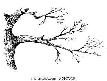 Tree branch. Hand drawn sketch style vector illustration of tree branch without leaves. Isolated on transparent background.