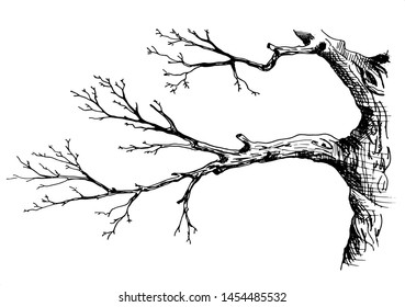 Tree branch. Hand drawn sketch style vector illustration of tree branch without leaves. Isolated on white background.