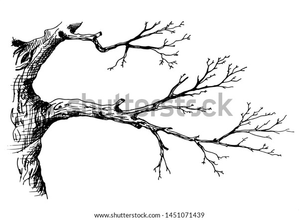  Tree Branch Hand Drawn Sketch Style Stock Vector Royalty 