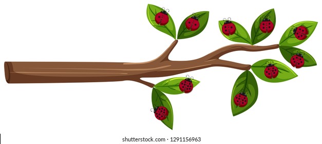 Tree branch with ladybug illustration