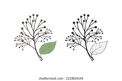 Tree branch with leaf and berries, element for eco design, flyers. Vector illustration isolated on white background. Set of illustrations for autumn, flat hand drawing.