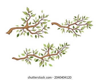 Tree branch with leaf on white background, summer