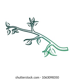 tree branch with leaves