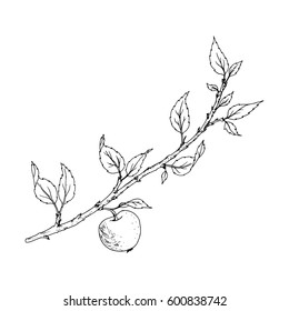 tree branch with leaves and apple, isolated hand drawn vector element