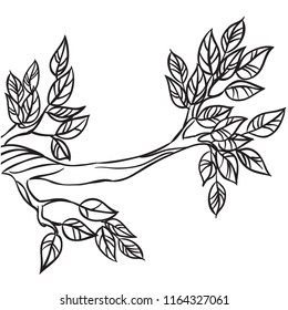 Tree branch with leaves. Isolated on a white background . Vector Illustration. Outlined for coloring book.