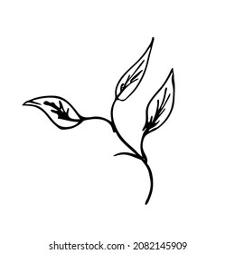 tree branch with leaves isolated vector image