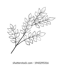 Tree branch with leaves, outline floral hand drawn sketch on white background. Minimal line design. Vector for eco products, botanical illustration, coloring book, nature forest, garden template.