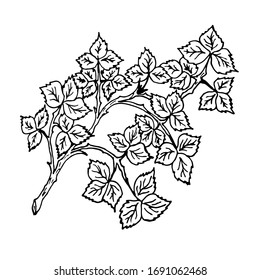 Rama de árbol con hojas sobre fondo blanco. Gráficos vectoriales. Elemento de diseño de ilustración. Imagen del contorno.