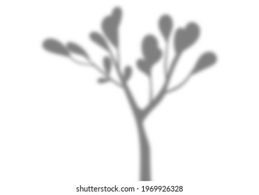 Tree Branch Leaves Shadow Overlay Silhouette Background