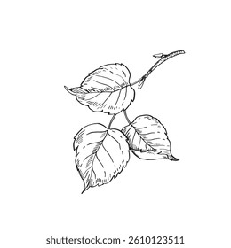 Tree branch with leaves. Vector black and white illustration hand drawn with ink. Hazelnut leaves.